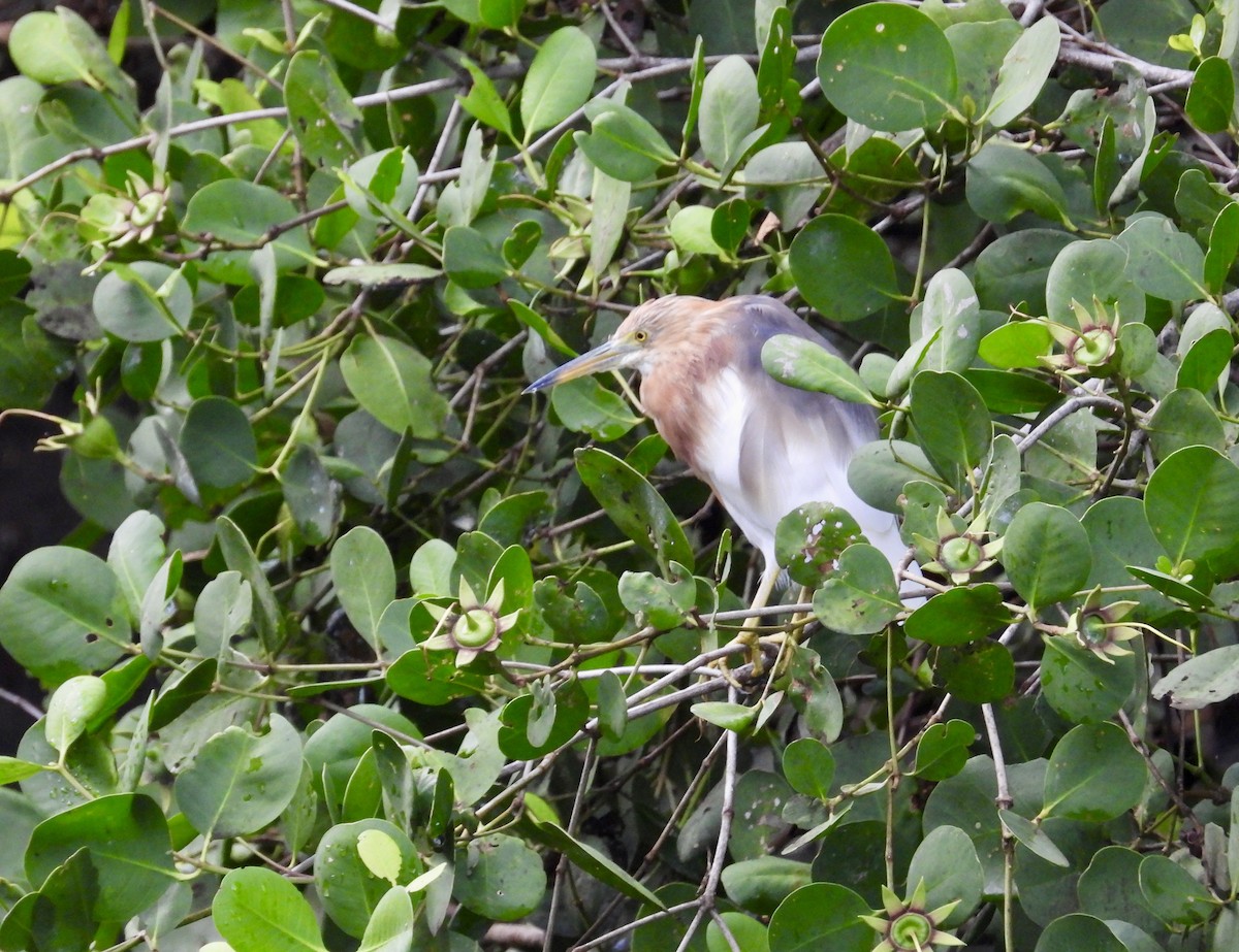 Javan Pond-Heron - ML624536192