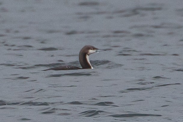 Pacific Loon - ML624536195