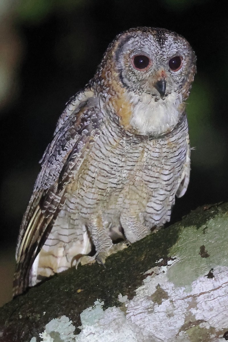 Mottled Wood-Owl - ML624536196