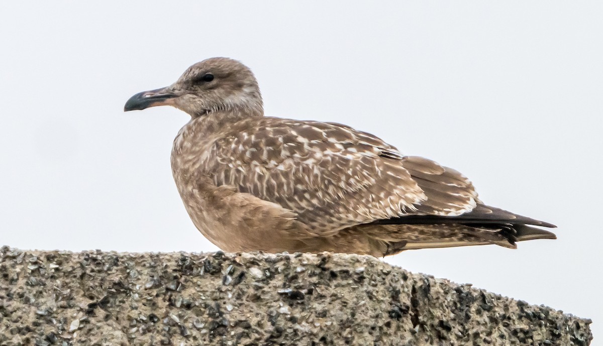 Herring Gull (American) - ML624536197