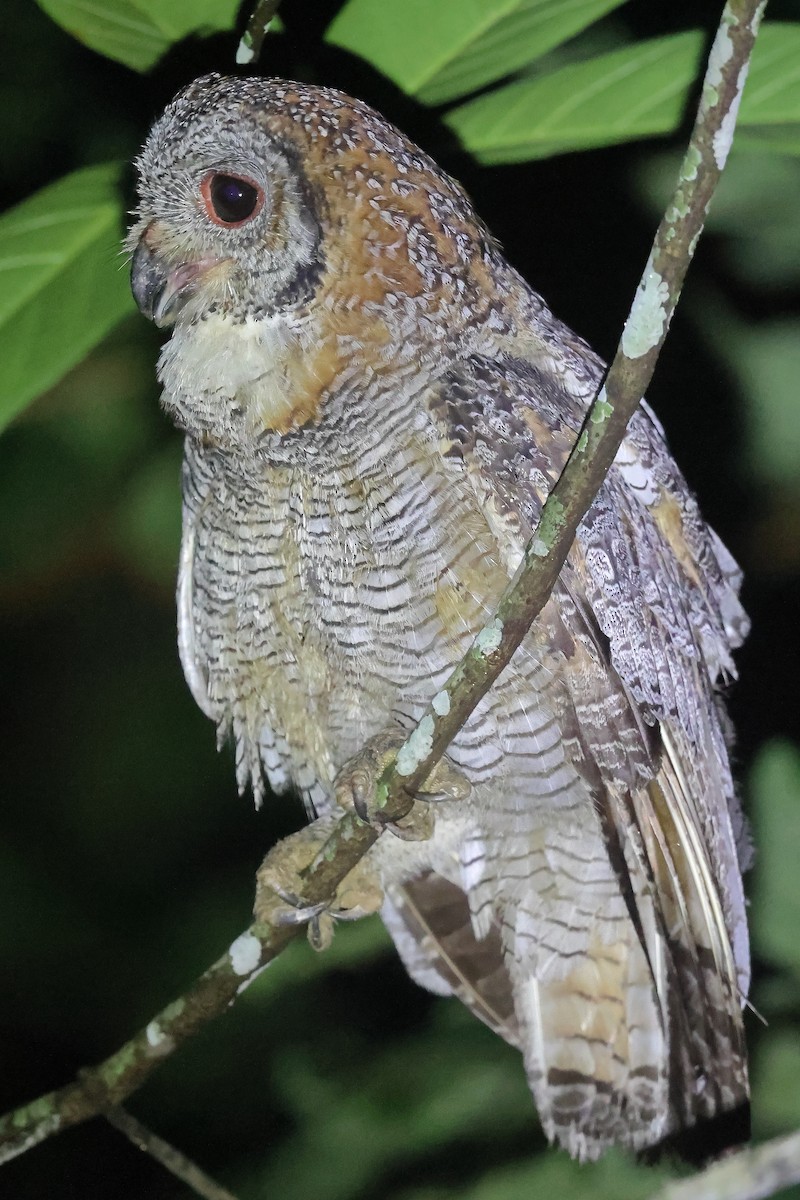 Mottled Wood-Owl - ML624536198