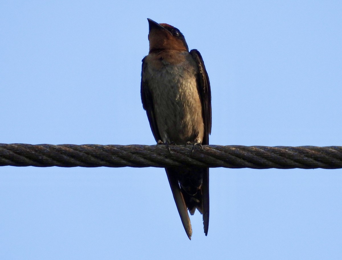 Pacific Swallow - ML624536200