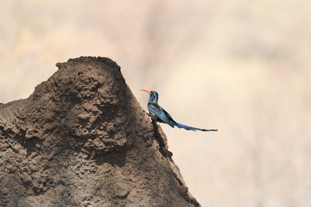 Green Woodhoopoe - ML624536201