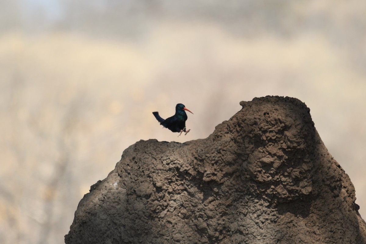 Green Woodhoopoe - ML624536202