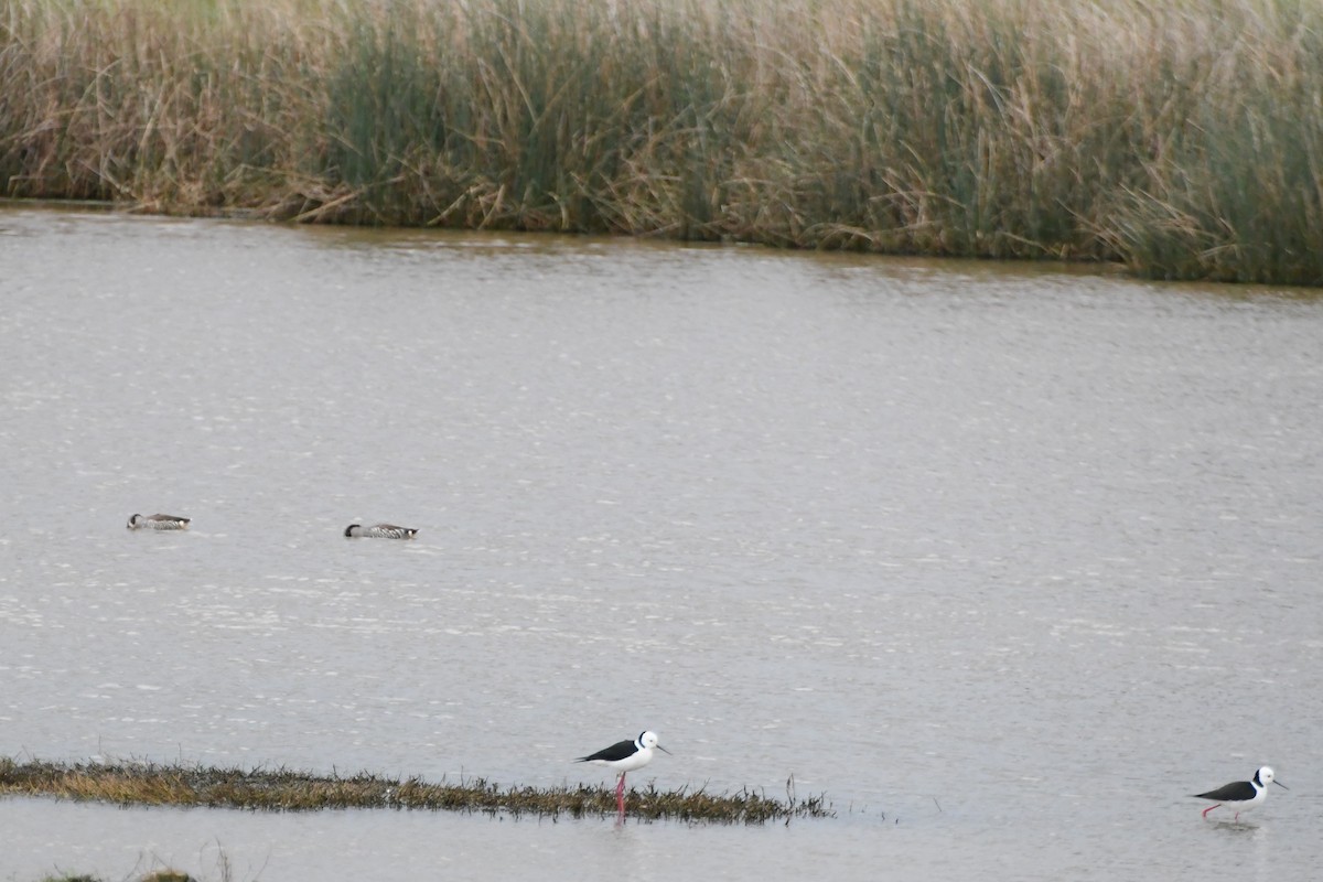 Pied Stilt - ML624536203