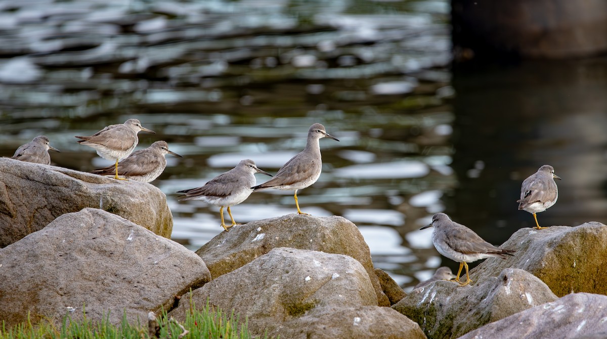 Gray-tailed Tattler - ML624536204