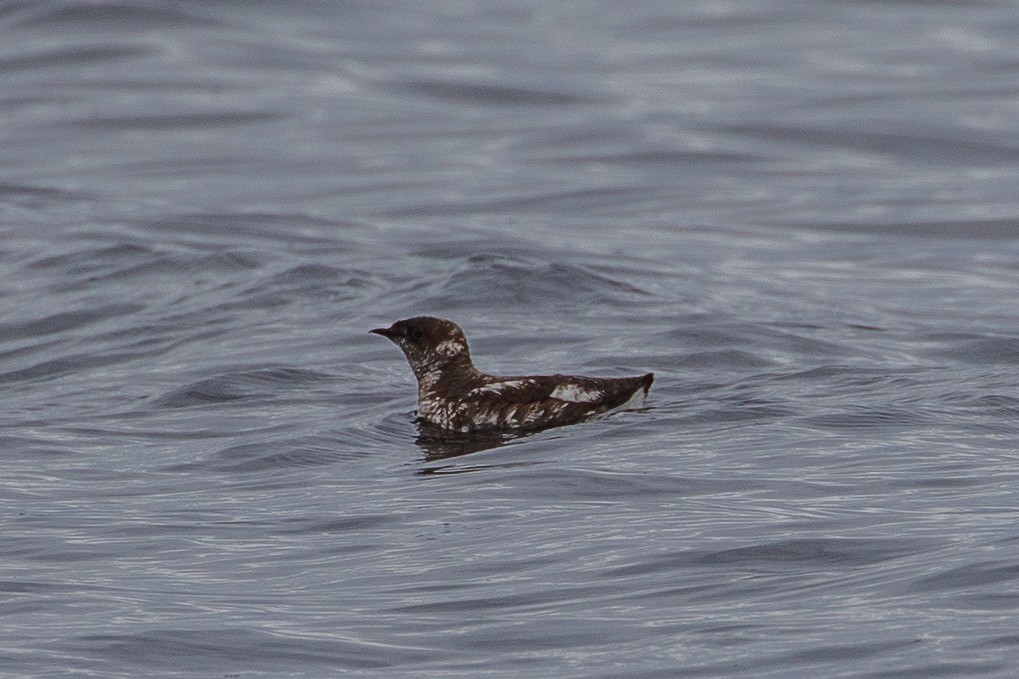 Marbled Murrelet - ML624536205