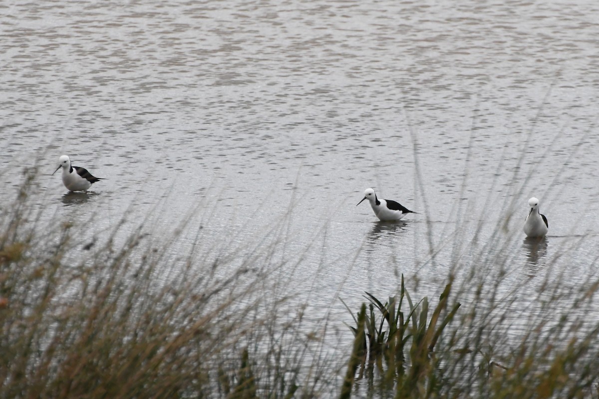 Pied Stilt - Michael Louey