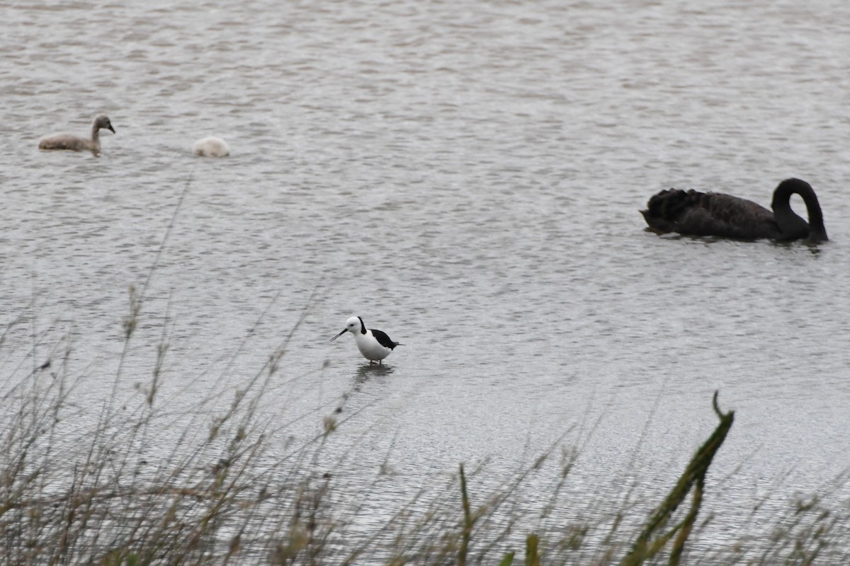 Pied Stilt - Michael Louey