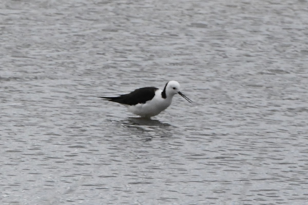 Pied Stilt - ML624536213