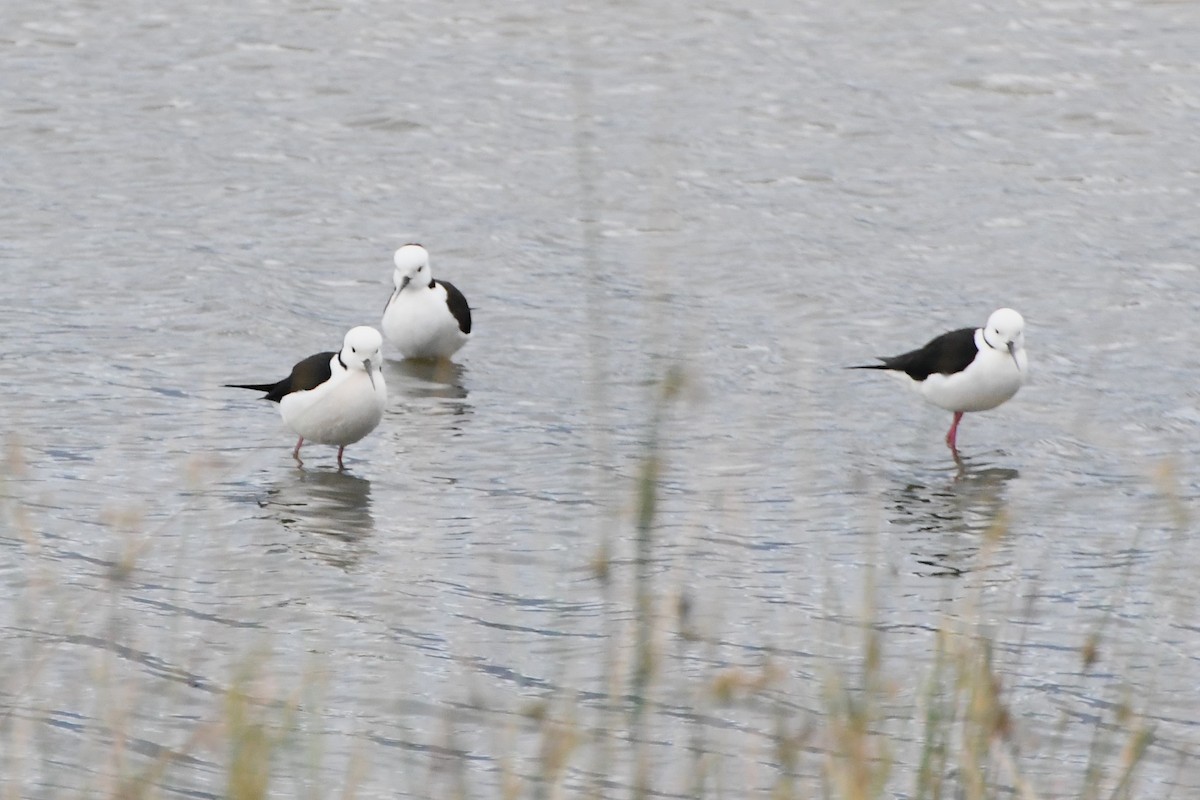 Pied Stilt - ML624536214