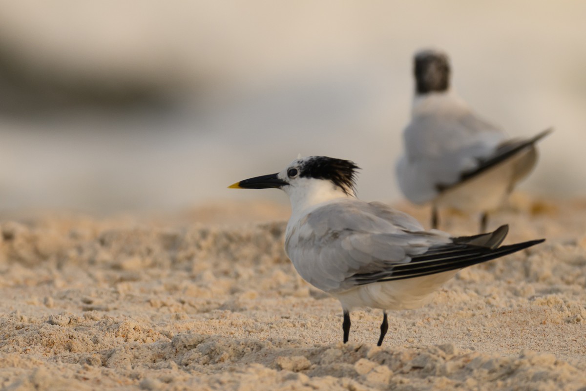 Sandwich Tern - ML624536215