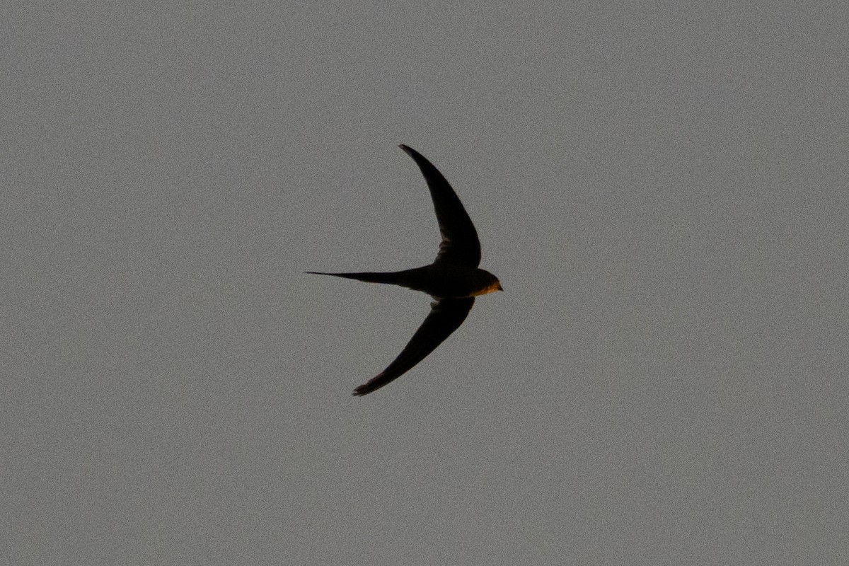 African Palm Swift - ML624536217