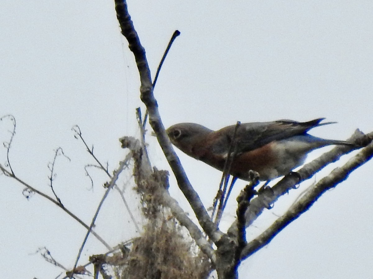 Eastern Bluebird - ML624536241