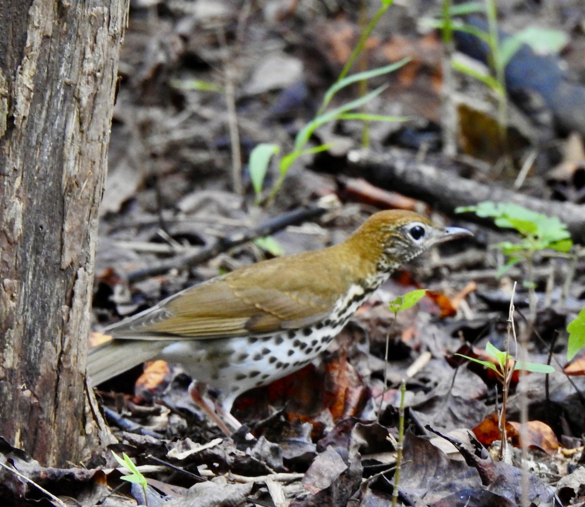 Wood Thrush - ML624536245