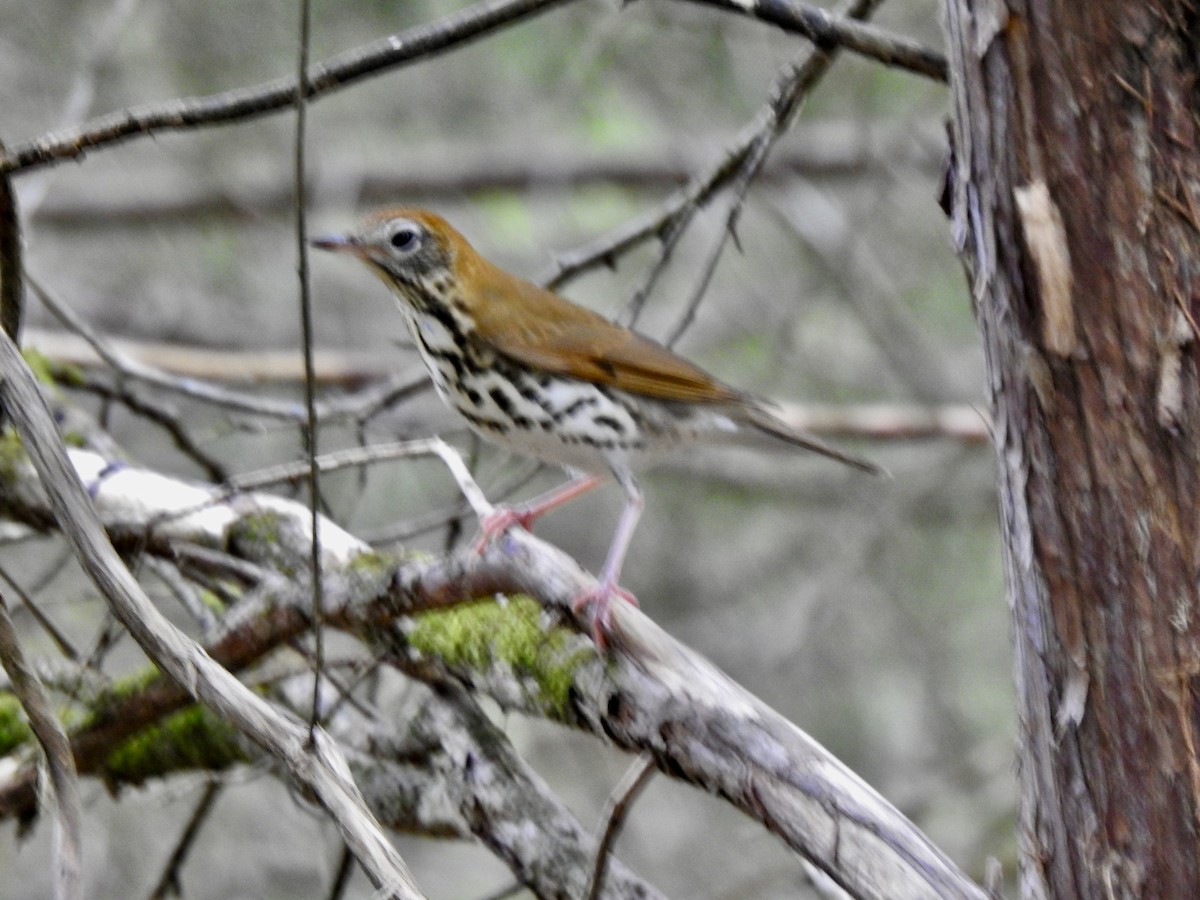 Wood Thrush - ML624536246