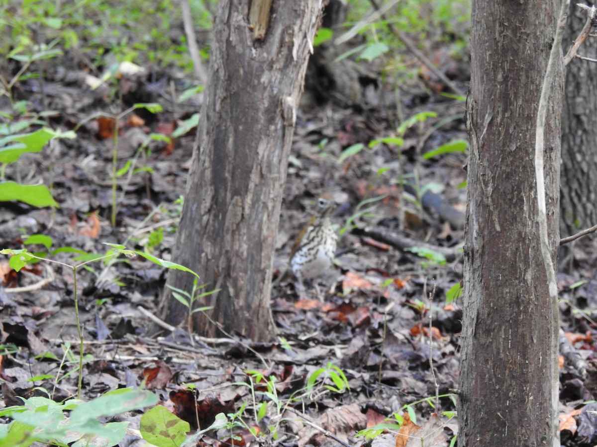 Wood Thrush - ML624536248