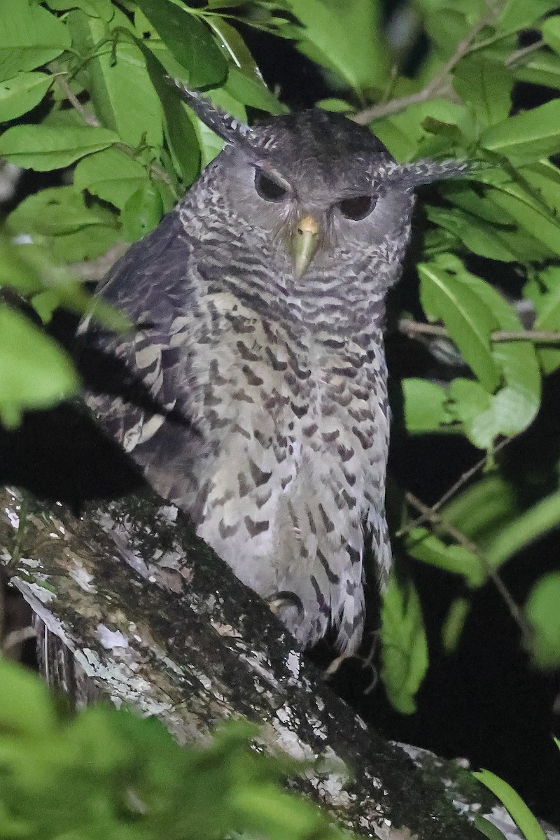 Spot-bellied Eagle-Owl - ML624536252