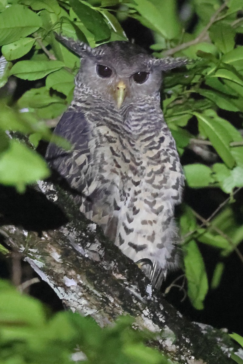 Spot-bellied Eagle-Owl - ML624536253