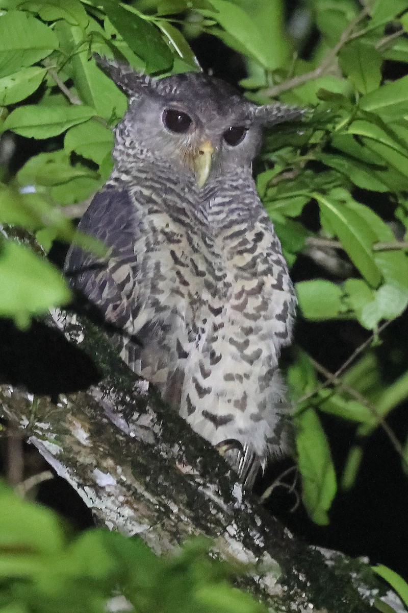 Spot-bellied Eagle-Owl - ML624536254