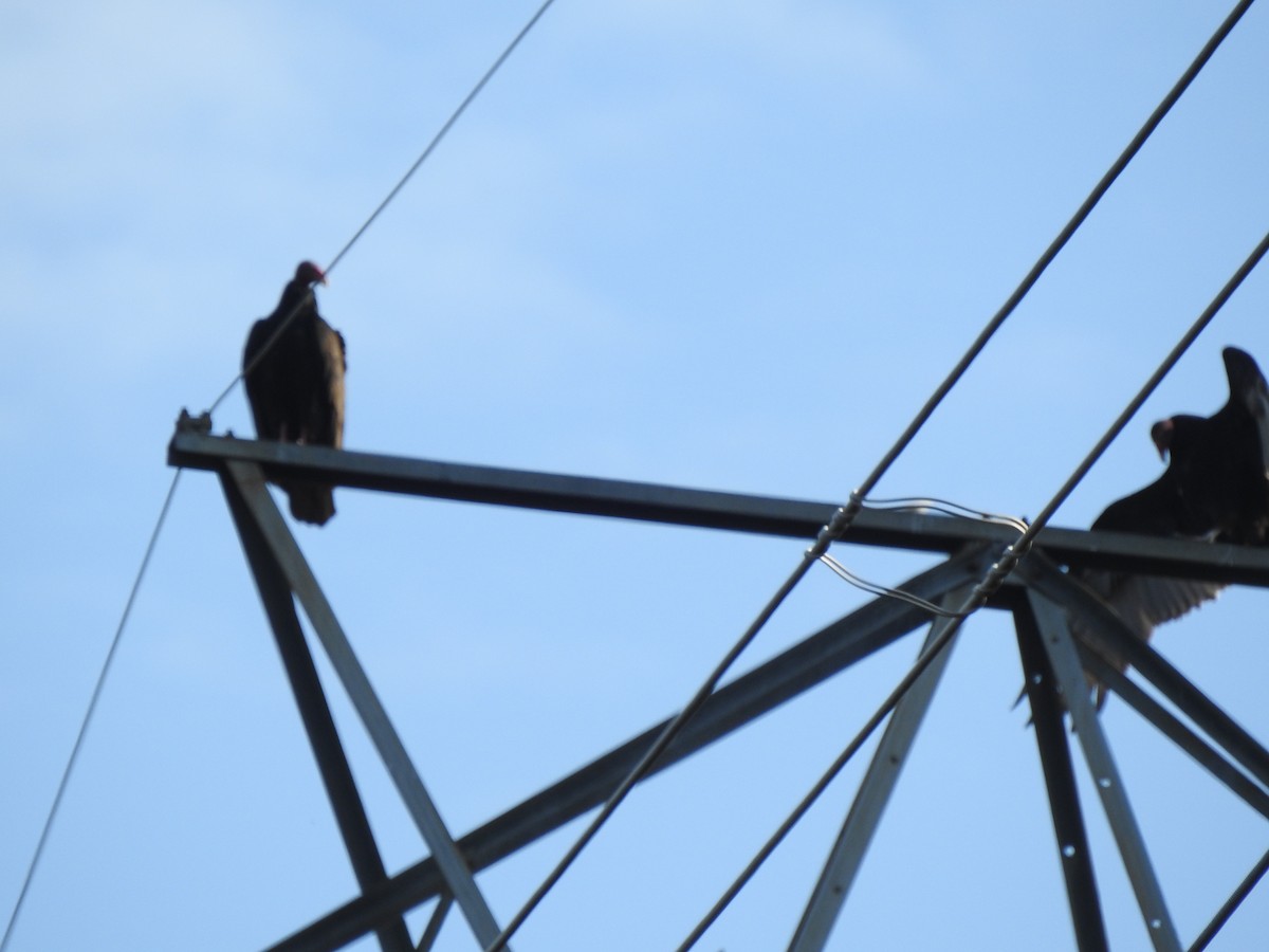 Turkey Vulture - ML624536289
