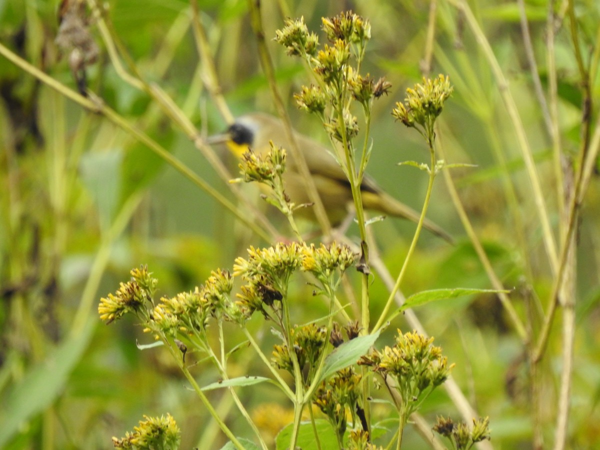 Common Yellowthroat - ML624536331