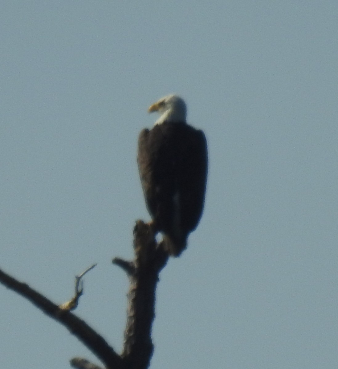 Bald Eagle - ML624536386