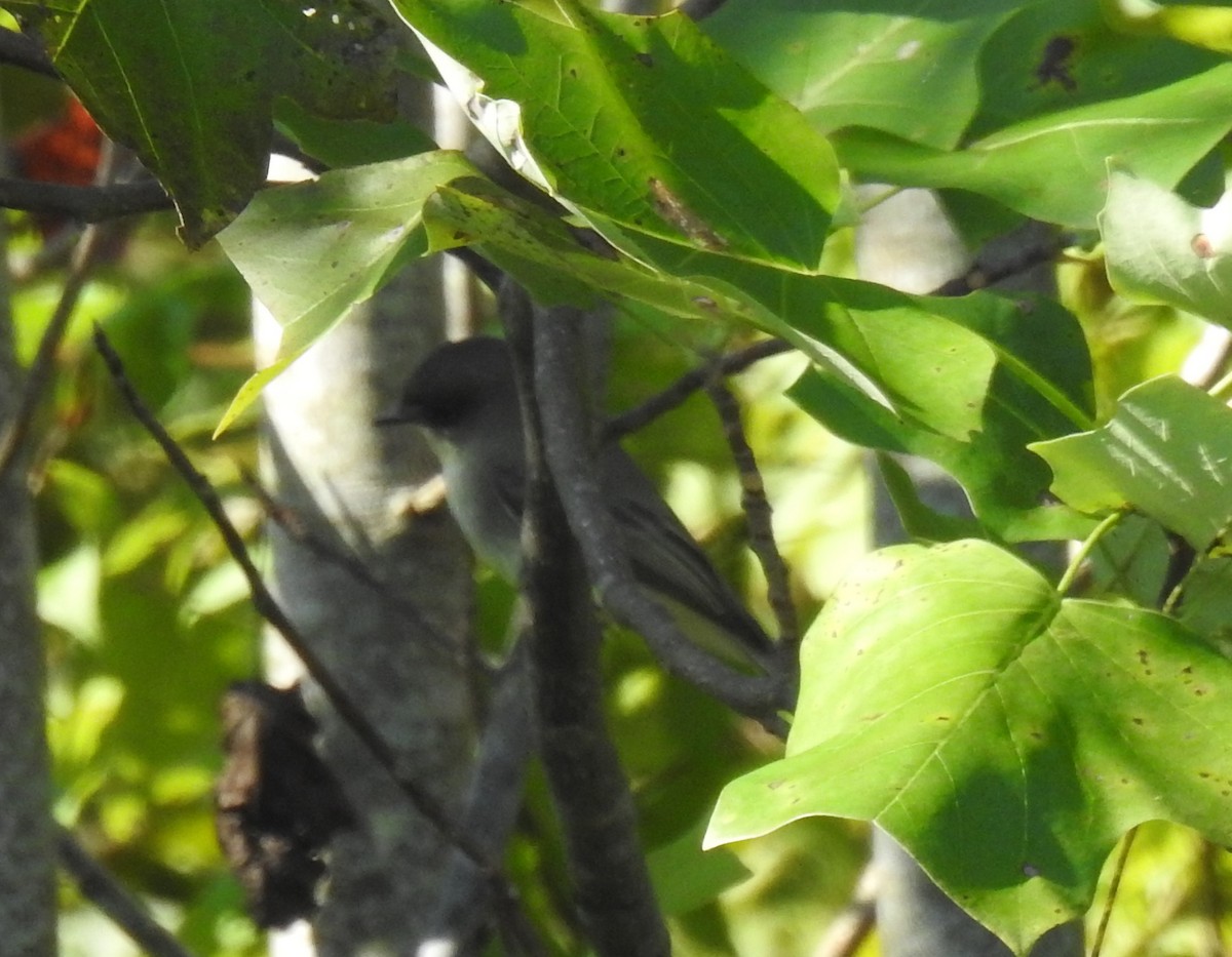 Eastern Phoebe - ML624536404