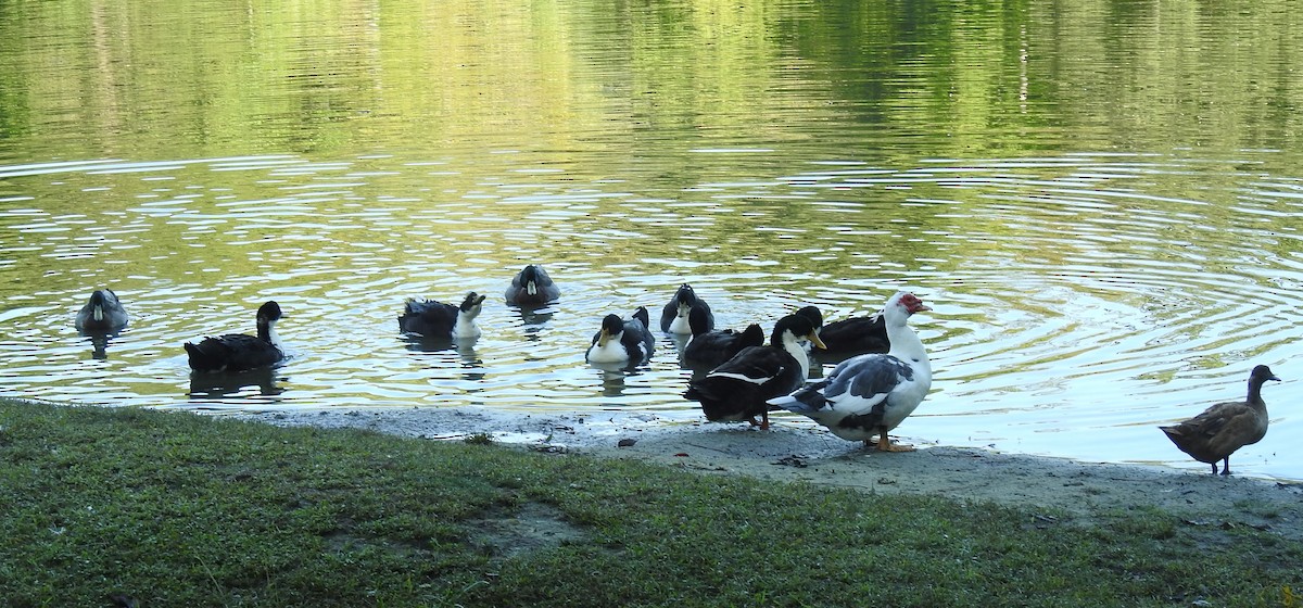 Muscovy Duck (Domestic type) - ML624536522