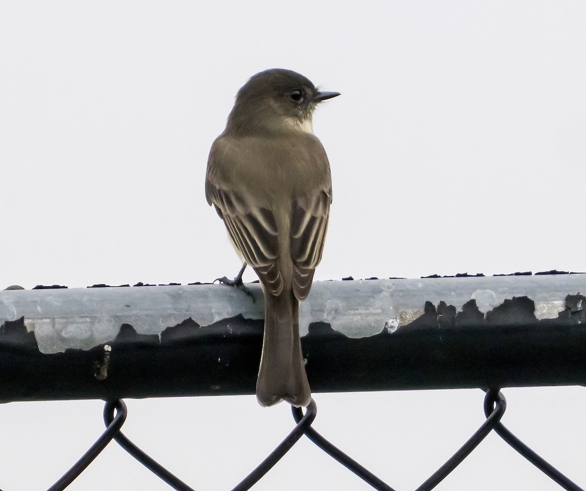 Eastern Phoebe - ML624536587