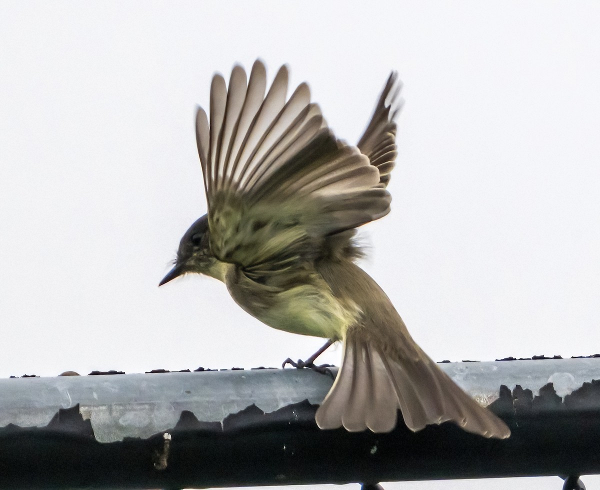 Eastern Phoebe - ML624536588