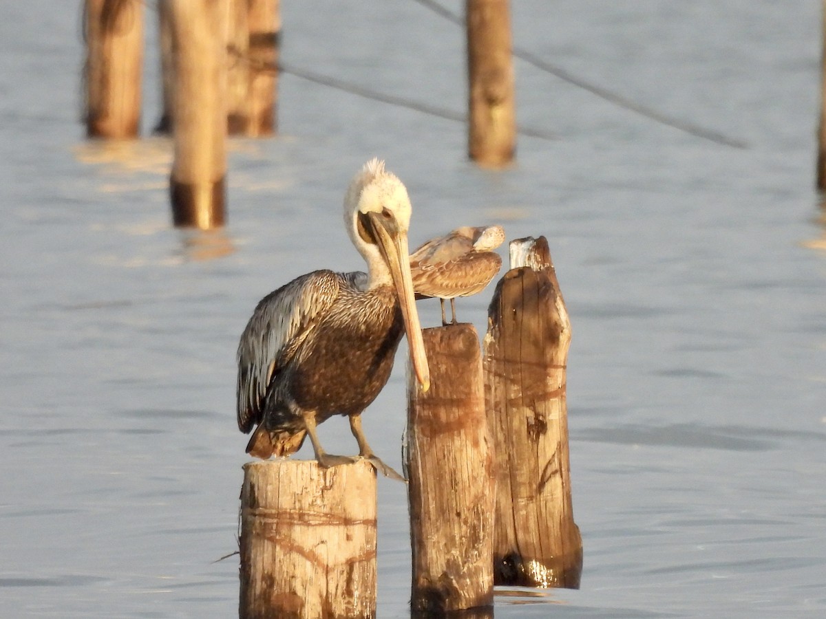 Brown Pelican - Michelle Bélanger