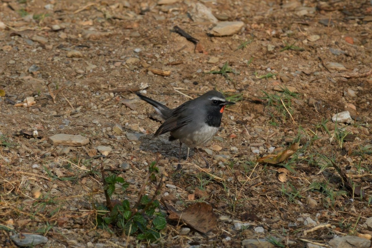 Himalayan Rubythroat - ML624536747