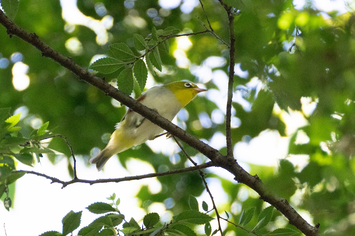 Chestnut-flanked White-eye - ML624536754