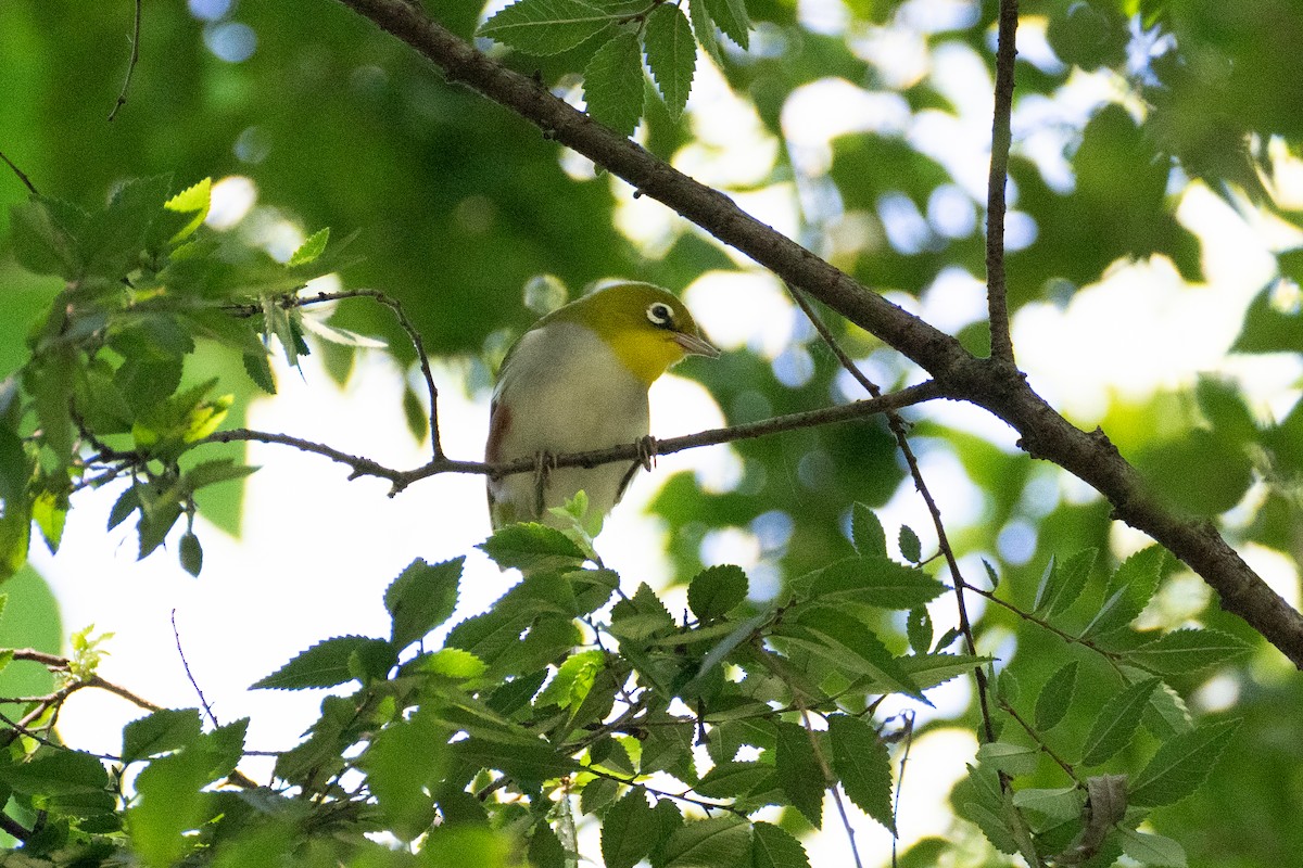 Chestnut-flanked White-eye - ML624536755