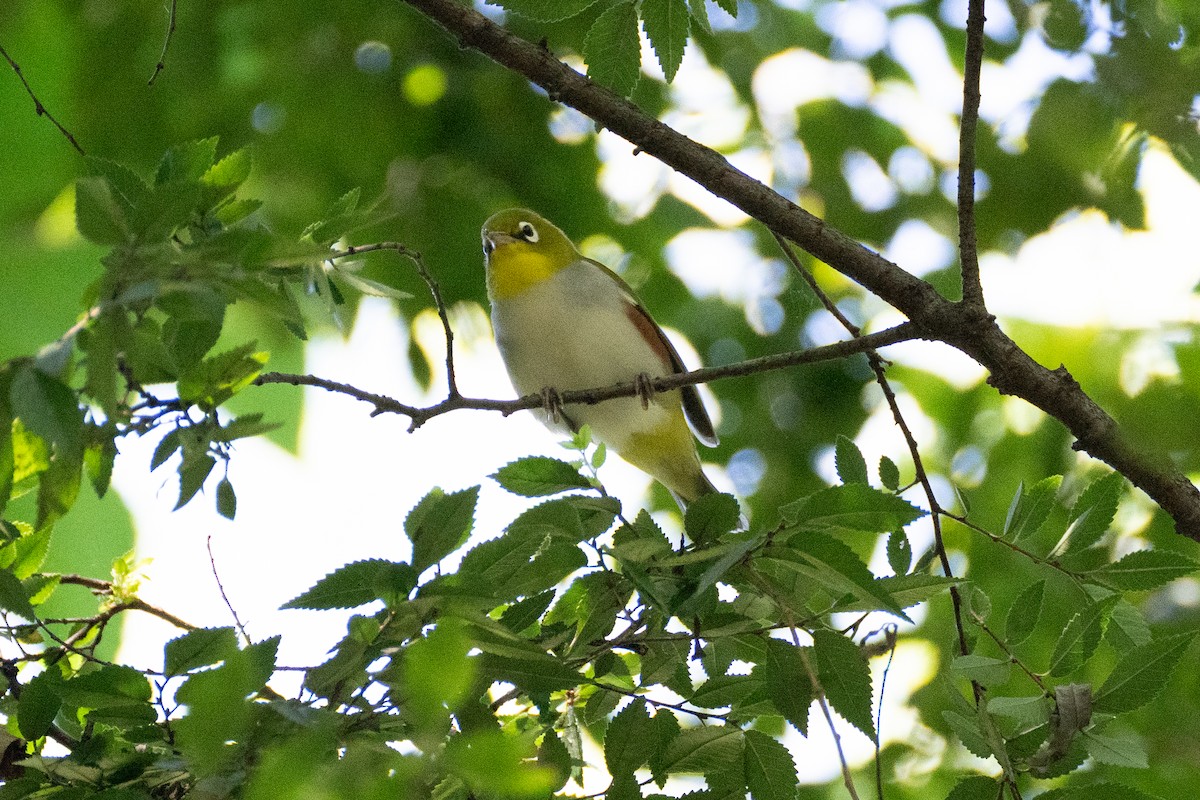 Chestnut-flanked White-eye - ML624536756