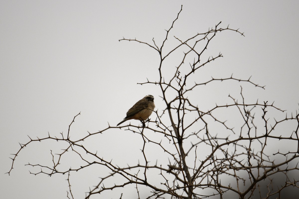 Streaky-headed Seedeater - ML624536795