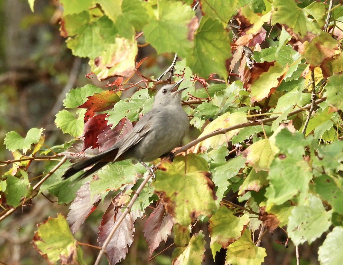 Gray Catbird - ML624536847