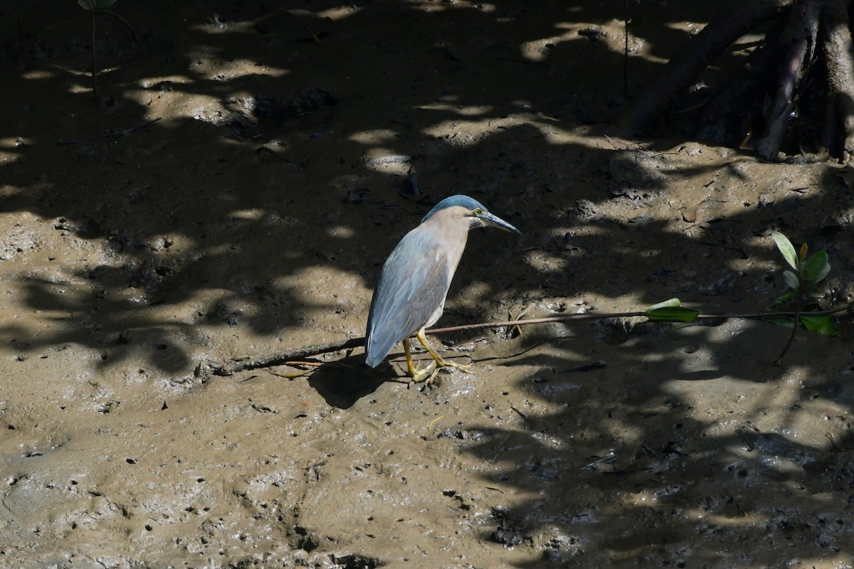 Striated Heron - ML624536856