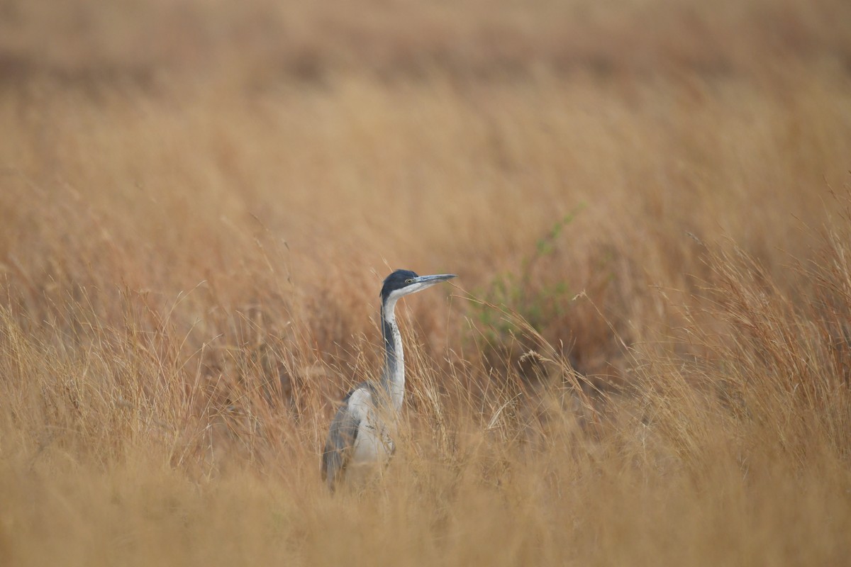 Black-headed Heron - ML624536857