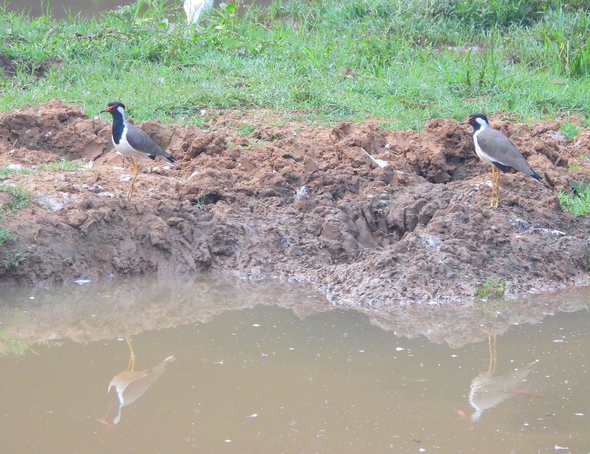 Red-wattled Lapwing - ML624536858