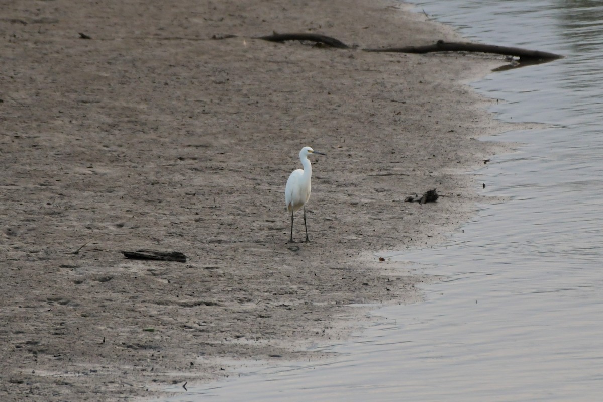 Little Egret (Australasian) - ML624536859