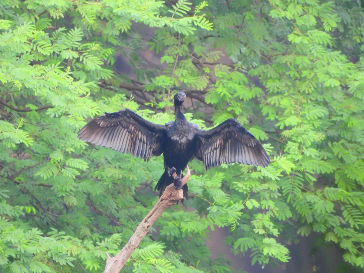 Little Cormorant - ML624536860