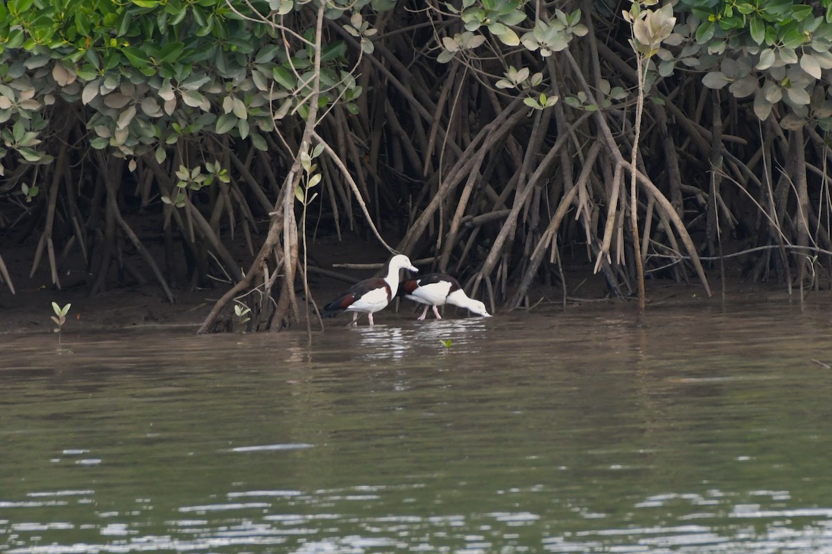 Radjah Shelduck - ML624536862