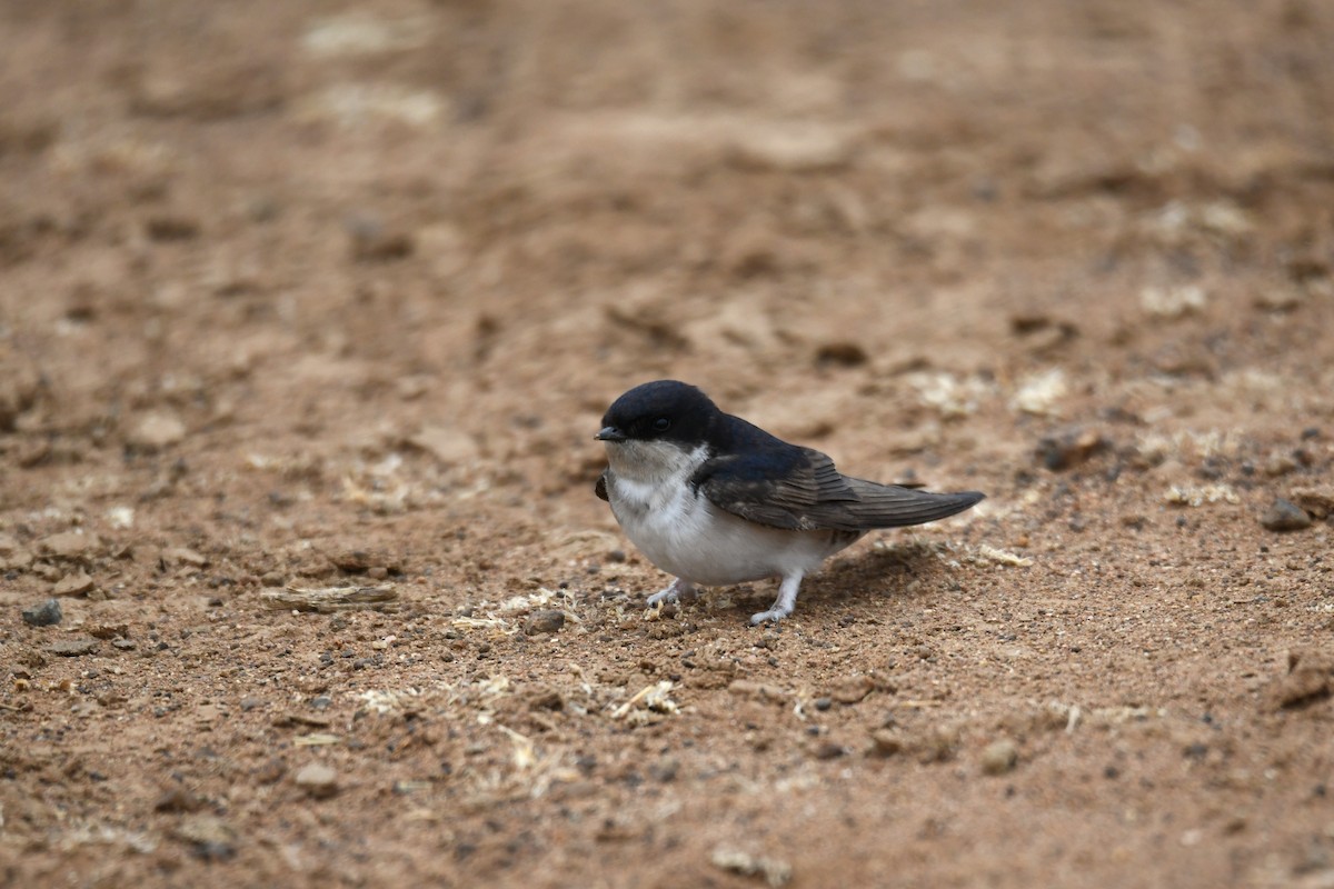 Western House-Martin - ML624536863