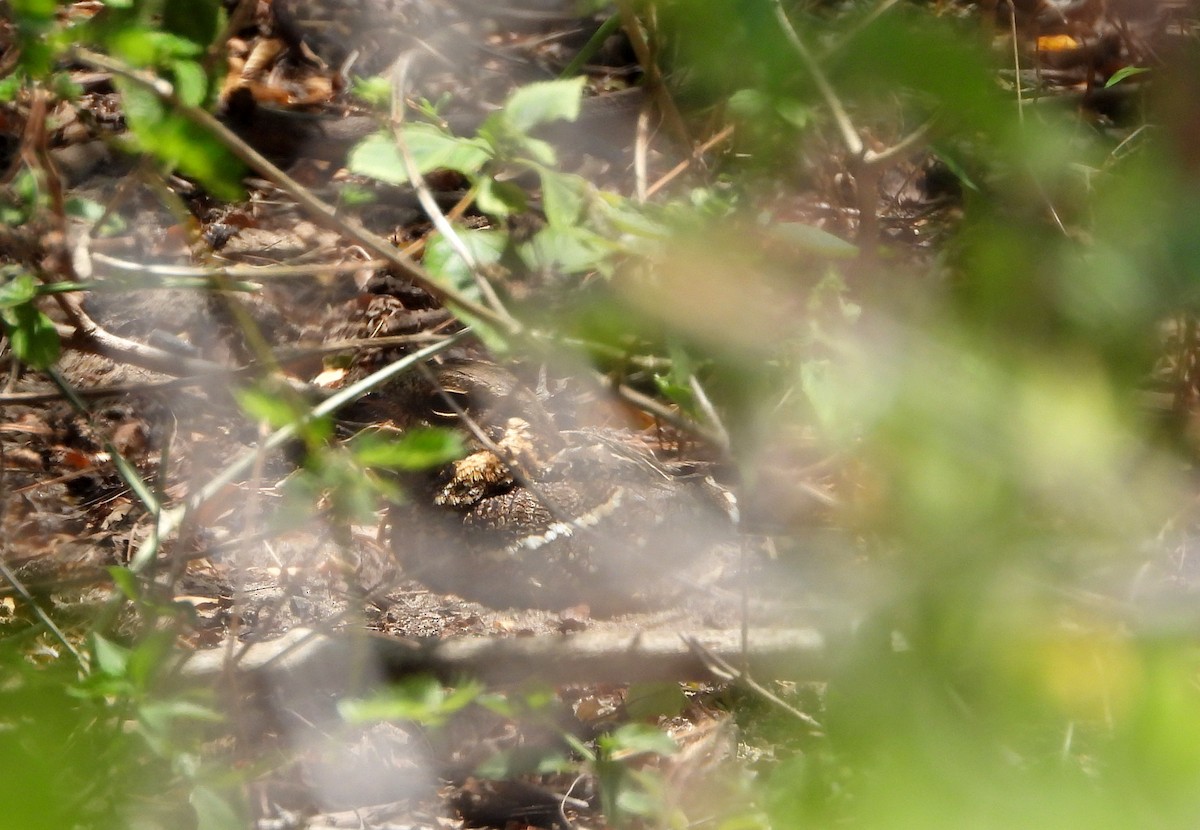 Square-tailed Nightjar - ML624536864