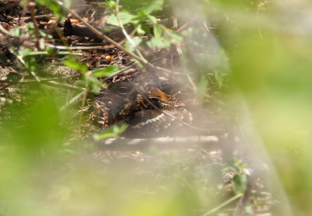 Square-tailed Nightjar - ML624536865