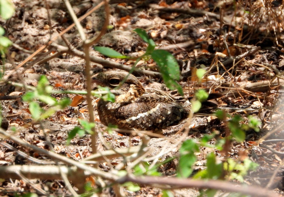 Square-tailed Nightjar - ML624536866