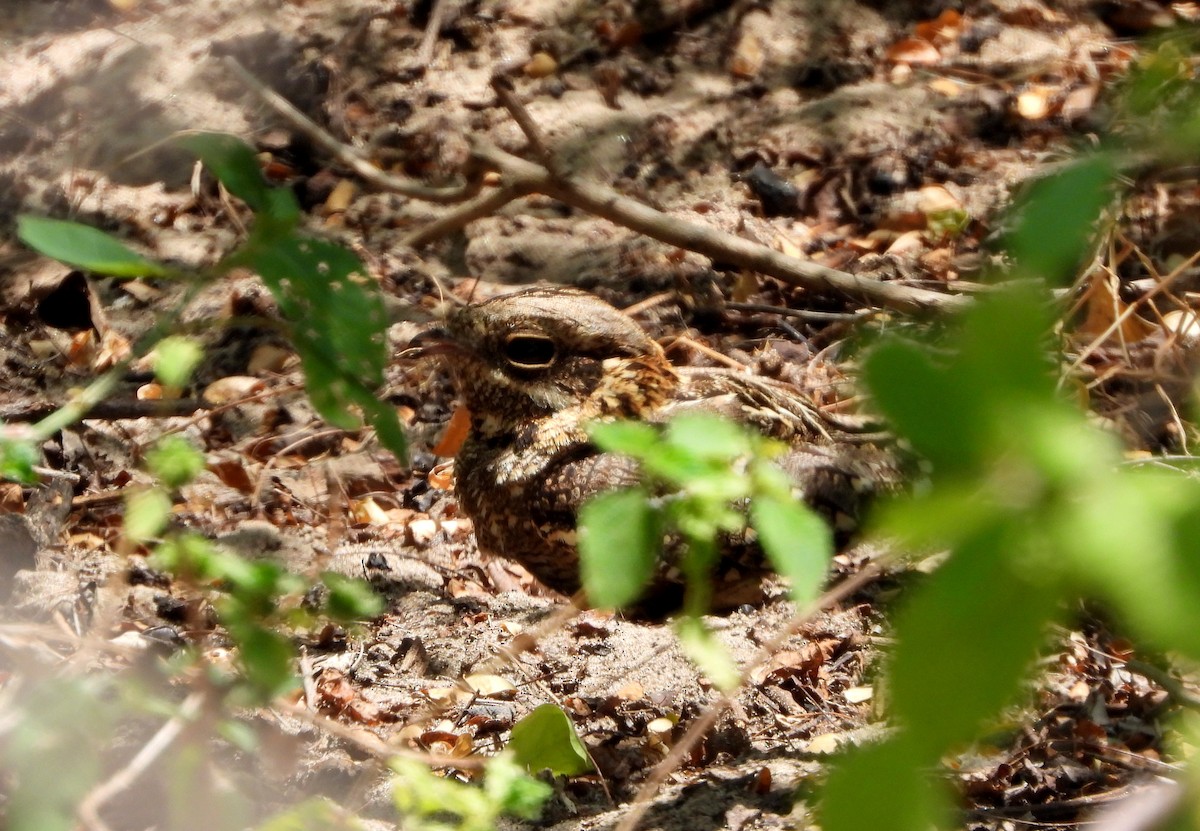 Square-tailed Nightjar - ML624536867