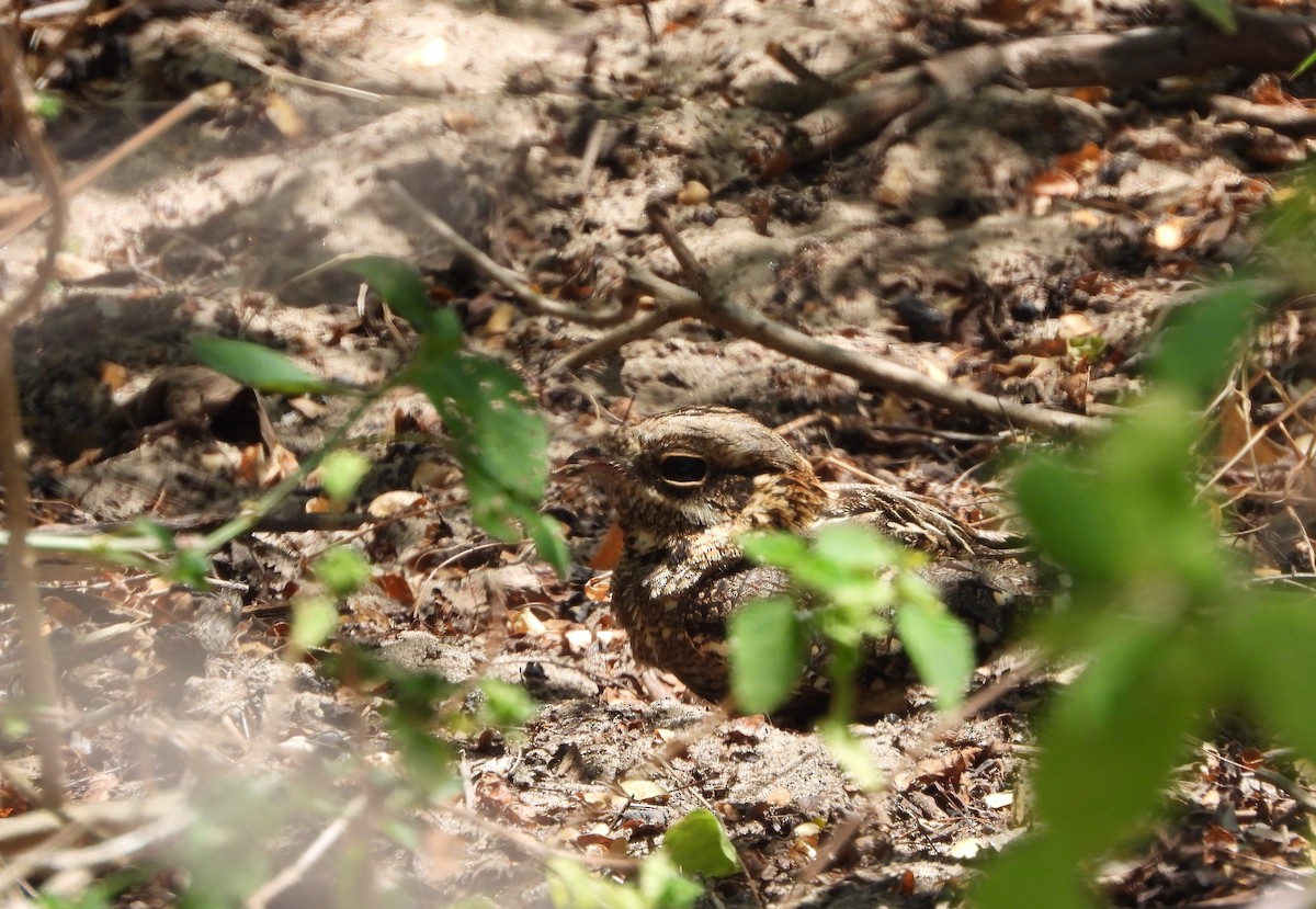 Square-tailed Nightjar - ML624536868